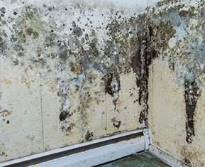 Mould Remediation