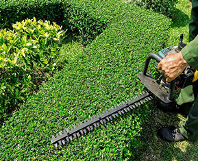 Pruning And Hedge Trimming